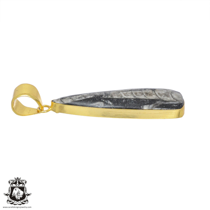 Orthoceras Fossil 24K Gold Plated Pendant  GPH807