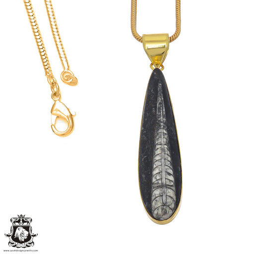 Orthoceras Fossil 24K Gold Plated Pendant  GPH809