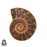 Size 9.5 - Size 11 Ring Ammonite 24K Gold Plated Ring GPR770
