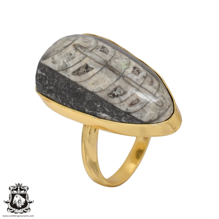 Size 9.5 - Size 11 Adjustable Orthoceras Fossil 24K Gold Plated Ring GPR463